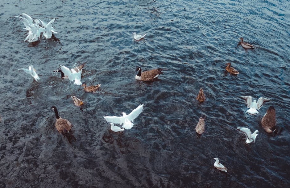 An overhead view of a body of water showing various waterfowl, including several white seagulls with outstretched wings and brown ducks swimming amidst gentle ripples. The scene is illuminated with natural light, revealing the textures of the water's surface and the contrasting colors of the birds' plumage. The water appears clean and calm, with no visible debris or pollution, and the image captures a peaceful moment of bird activity on the water, relevant to cleaning and maintenance themes associated with surface and environmental cleanliness. The image emphasizes clarity, cleanliness, and tranquility, aligning with the idea of surface cleaning and environmental hygiene promoted by Cleaner Kingston upon Thames's services.
